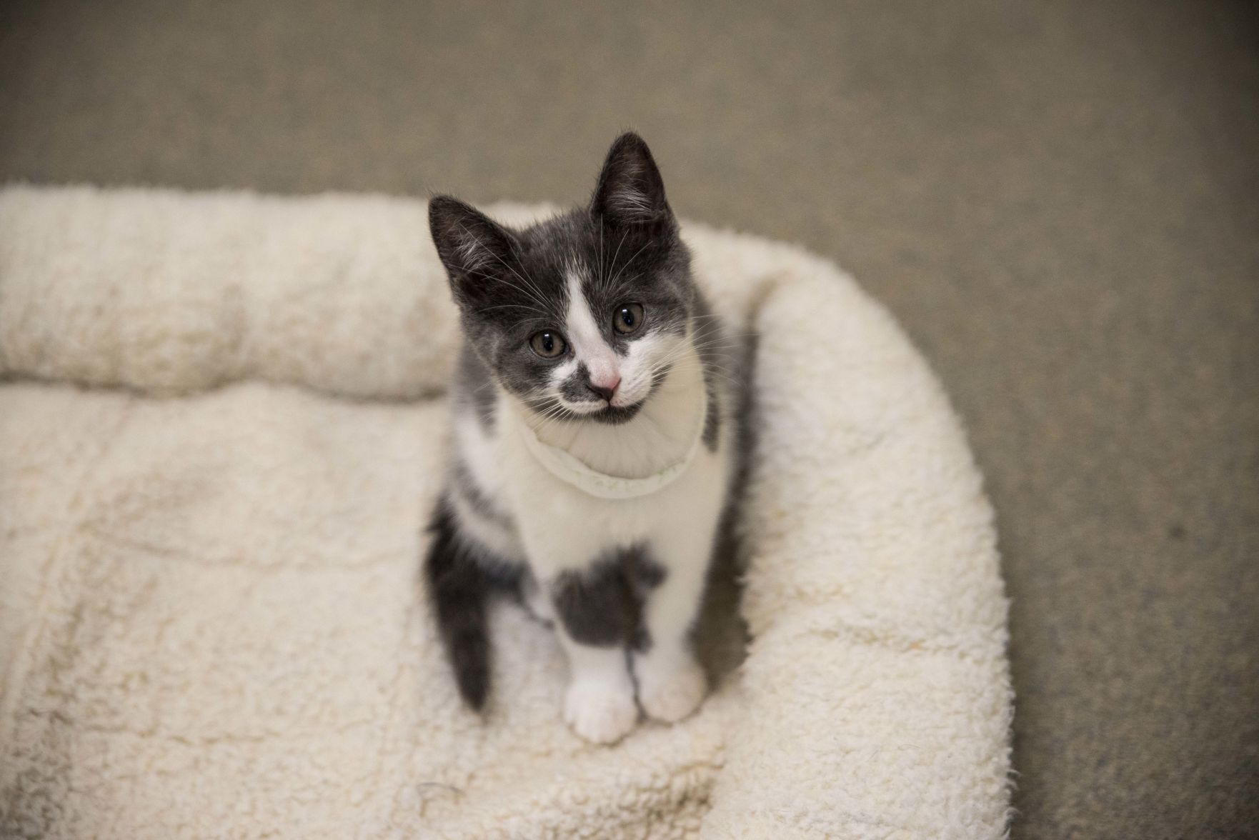 Lynchburg Humane Society
